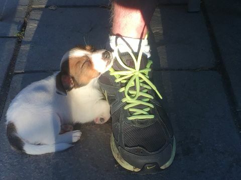 Buddy schlafend - Jack Russell - Battersea Dogs & Cats Home