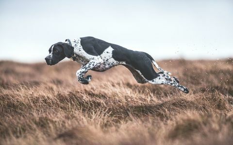 Gewinner der Auszeichnung "Dogs at Work" für den Hundefotografen des Jahres