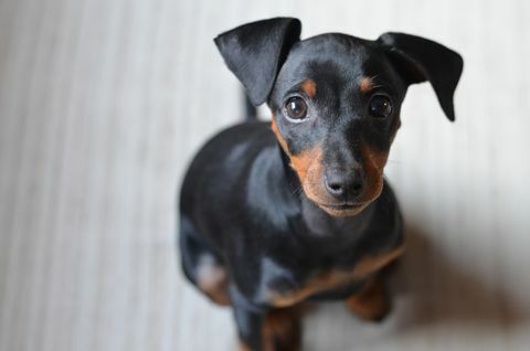 Pinscher Welpe