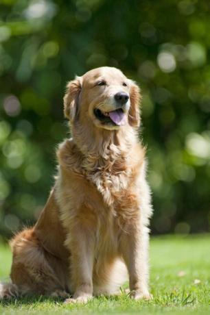 4 Jahre alt, weiblich, Golden Retriever, Maui, Hawaii