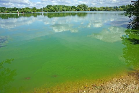 Cyanobakterien oder "blaugrüne" Algen, Frampton on Severn, Gloucestershire, UK