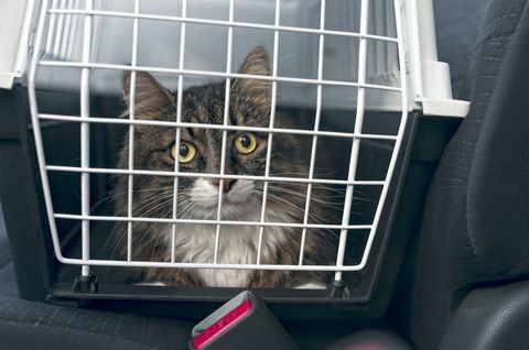 Katze in Katzentransportbox im Auto