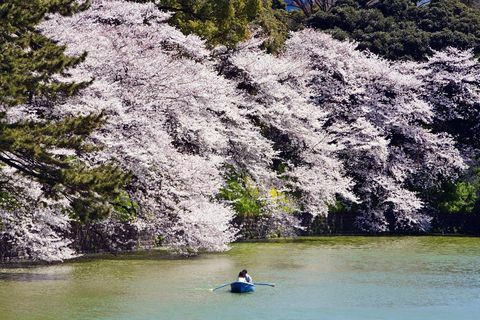 Rudern entlang von Kirschblüten gesäumten Chidorigafuchi.