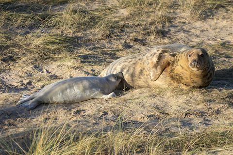 Siegel Mama und Welpe Foto