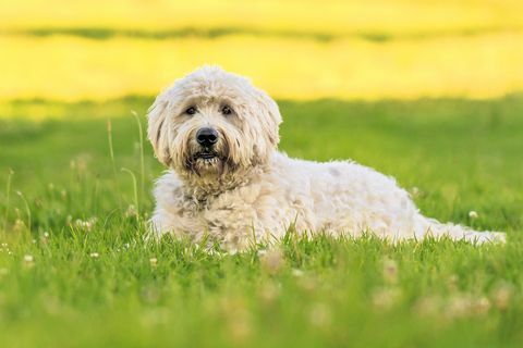 Labradoodle