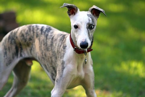 Whippet-Hund