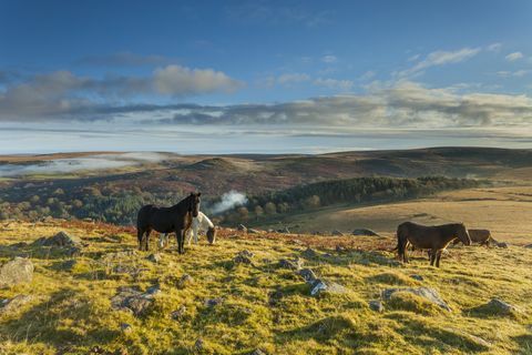 Dartmoor Ponys