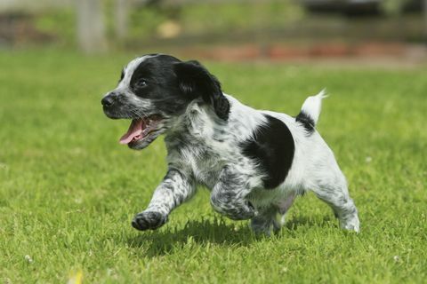 lebhafter Cockerspaniel