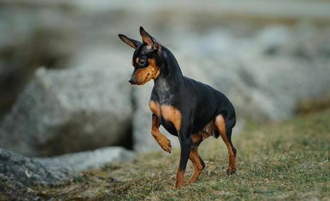 Zwergpinscher auf dem Feld stehend