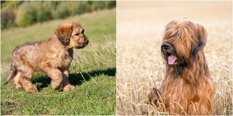 Briard Hund als Welpe und Erwachsener