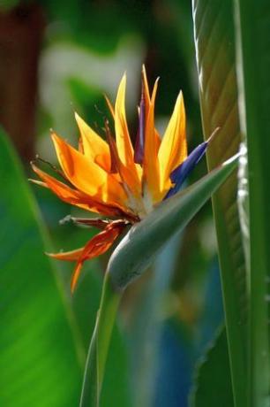 Zu den gebräuchlichen Namen von Strelitzia reginae gehören Kranichblume und Paradiesvogel