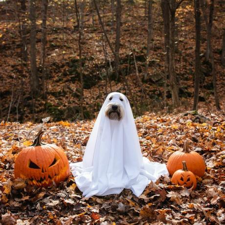 Hund trägt ein Geisterkostüm, das zu Halloween zwischen Kürbissen sitzt