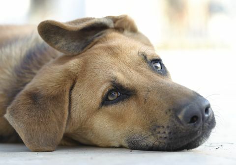 Trauriger brauner Hund, der sich auf den Boden legt