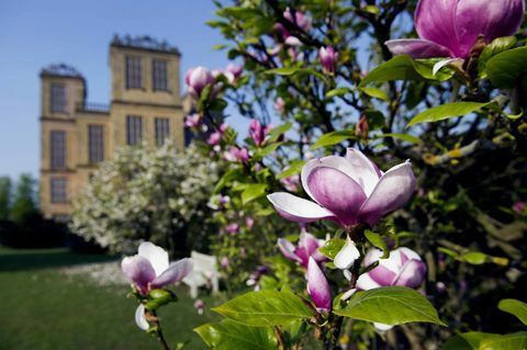 Hardwick Hall Magnolien © National Trust Images John Millar