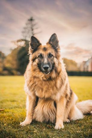 deutscher Schäferhund