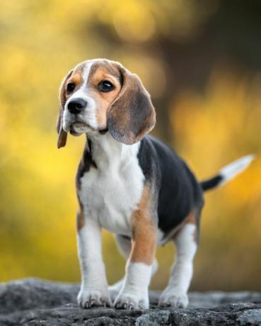 Beagle-Hunderasse