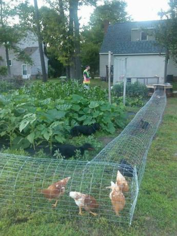 DIY Chicken Tunnel