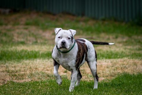 Shaffordshire Bullterrier - beste Hunde für die Arbeit von zu Hause aus