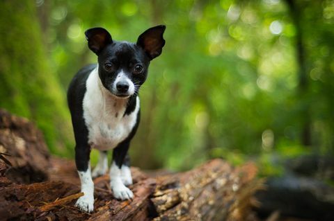 Jack Russell-Chihuahua, die auf einem Baumstumpf stehen