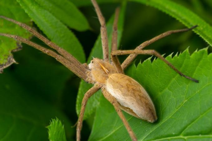 Erwachsene männliche Krabbenspinne aus der Familie der Philodromidae