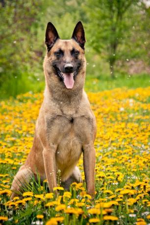 belgische Malinois