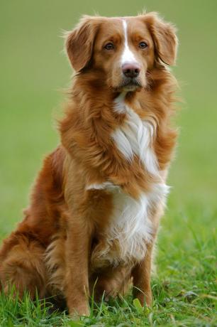 Nova Scotia Duck Tolling Retriever