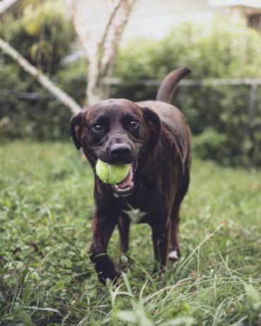 Hund spielt mit Ball