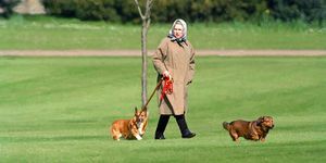 windsor, großbritannien 2. april königin elizabeth ii. geht mit ihren hunden auf Schloss windsor spazieren, am 2. april 1994 in windsor, großbritannien foto von julian parkeruk press via getty images