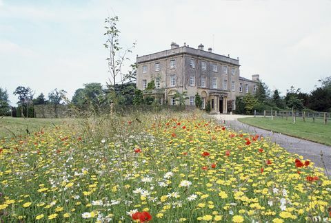 tetbury, großbritannien 14. juli eine von prinz charles gepflanzte wildblumenwiese in highgrove, landsitz der wales-familie foto von tim graham fotobibliothek über getty images