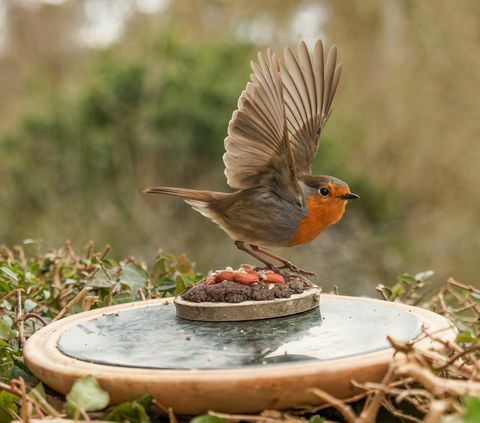 Vogelfotografie Garten Tierwelt