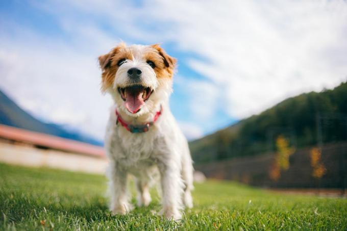 Verspielter Jack-Russell-Terrier-Hund mit hervorstehender Zunge