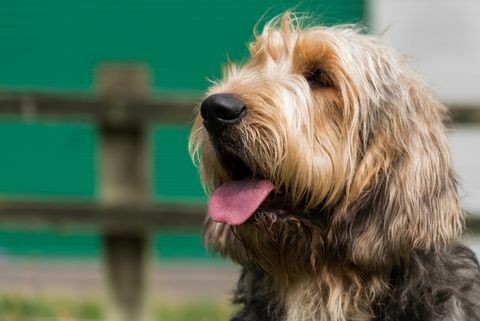 Otterhund, der nach links schaut