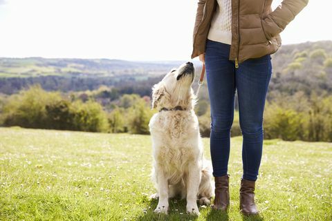 Schließen Sie oben vom goldenen Apportierhund auf Weg in der Landschaft