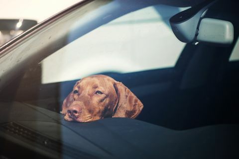 Trauriger Hund allein im verschlossenen Auto gelassen