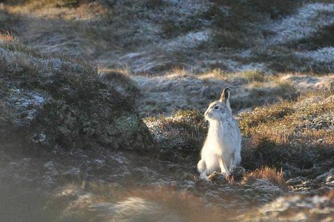 Besuchen Sie Peak District Mountain Hare Lepus Timidus Peak District Moore