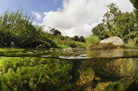 So erstellen Sie Ihren eigenen Gartenteich