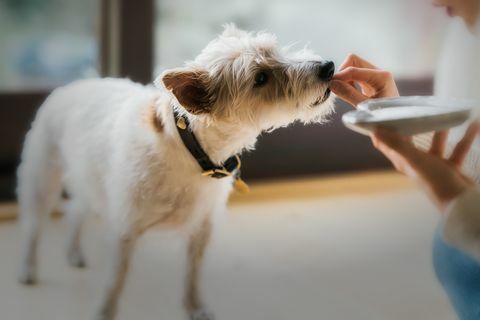 Nahaufnahme des Hundeessens