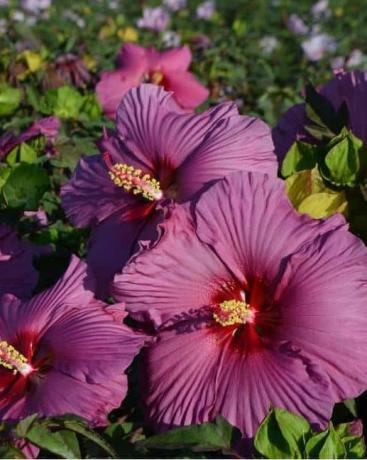 Winterharter Hibiskus „Plum Flambe“. 