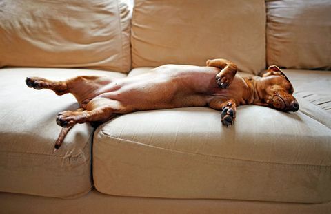 Hund schlafend auf dem Sofa, das ein zurück liegt