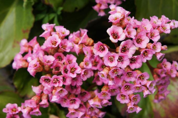 Rote Blüten von Bergenia Crassifolia oder Oster Bergenia oder Schweinequietschen mit grüner Nahaufnahme