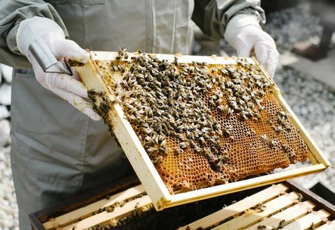 Bienenzucht