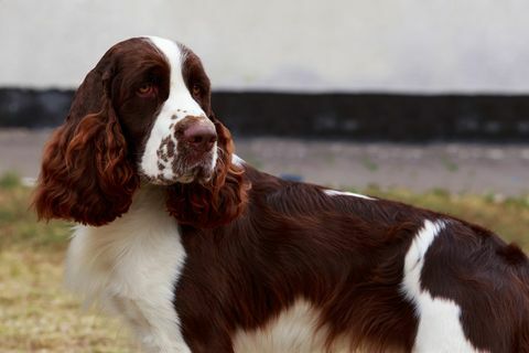 Englischer Springer Spaniel