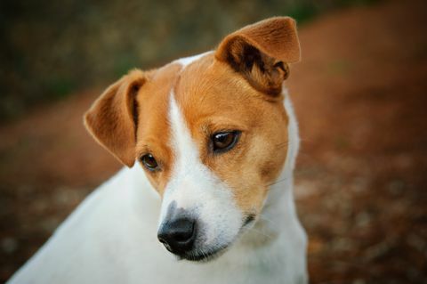 Jack Russell Terrier