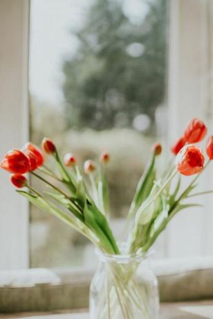 rote Tulpen in einer Vase vor einem Fenster