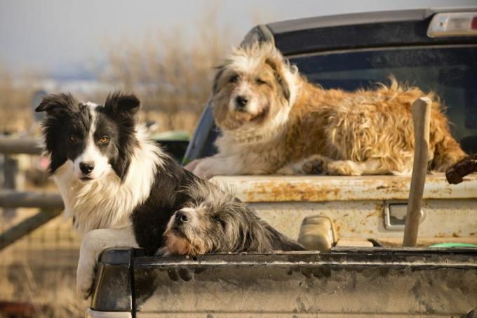 Hunde warten auf der Montana Ranch auf Anweisungen