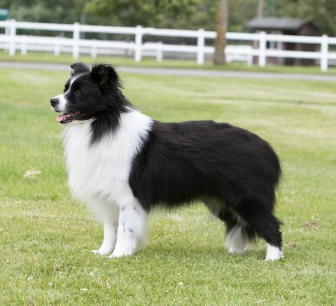 Border Collie