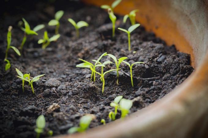 langsame Gartensamen