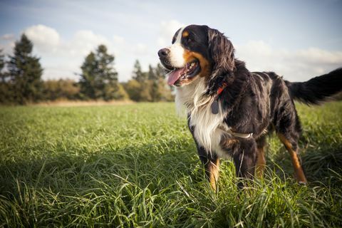 Außenporträt eines Berner Hundes.